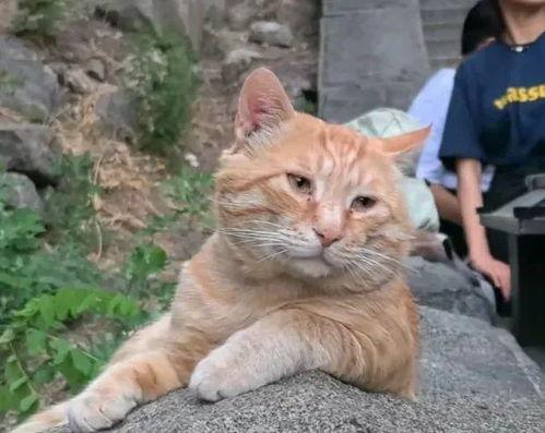 国产网红橘猫视频在线,萌动全网！国产网红橘猫视频带你领略猫咪魅力